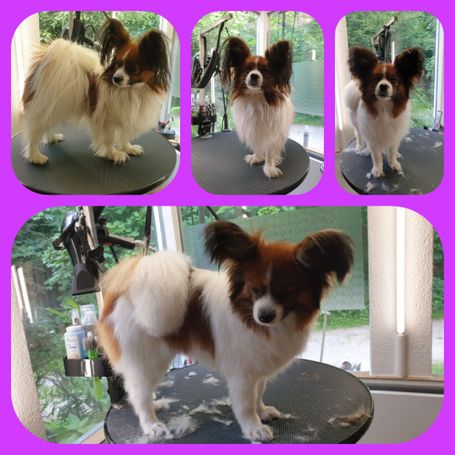 Papillon